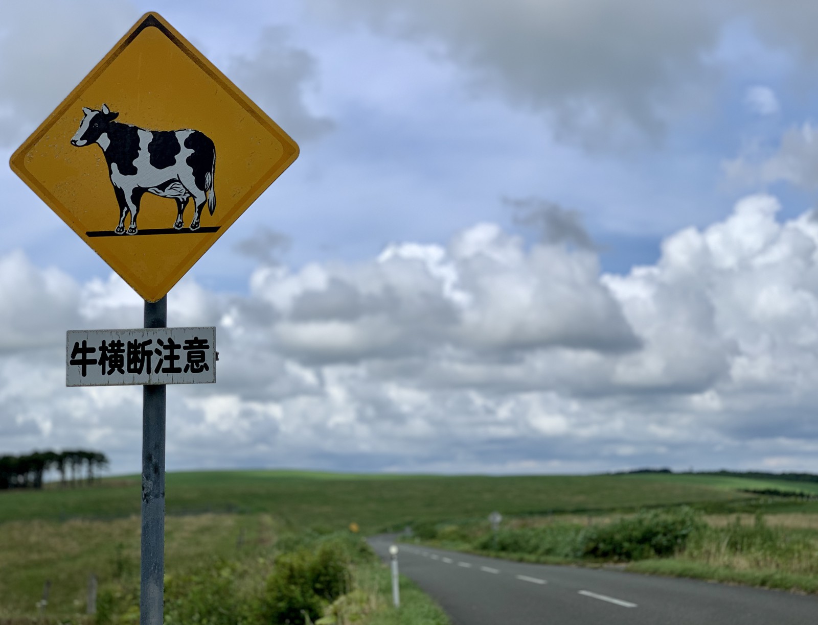 牛横断注意」 | 豊富温泉 ミライノトウジ